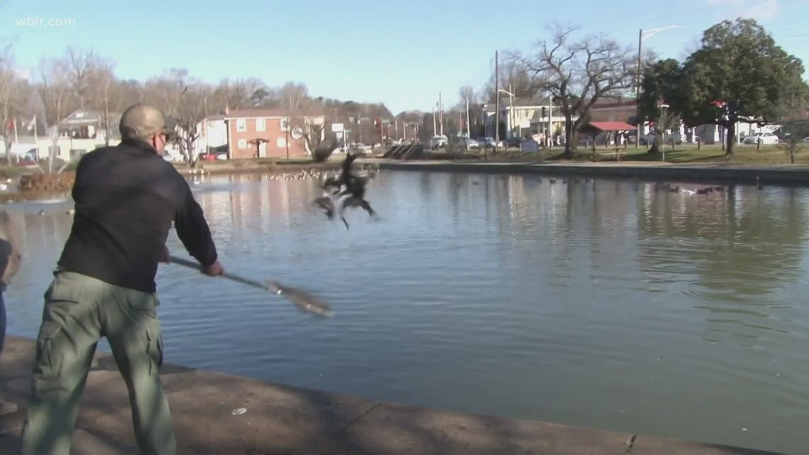 TWRA stocks Fountain City Lake with trout for winter fishing