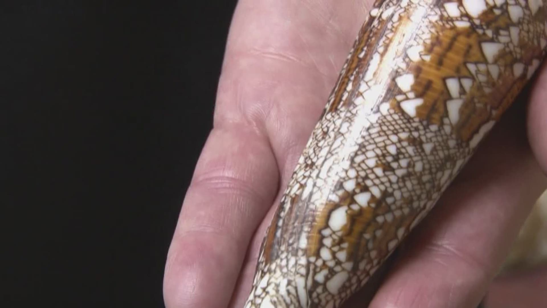 Hometown Spotlight Loudon to hold world's largest seashell museum