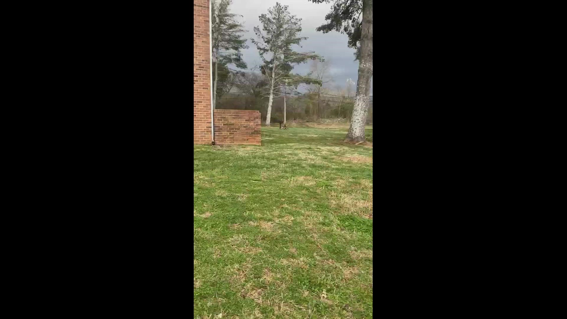 Tree falling in Pikeville