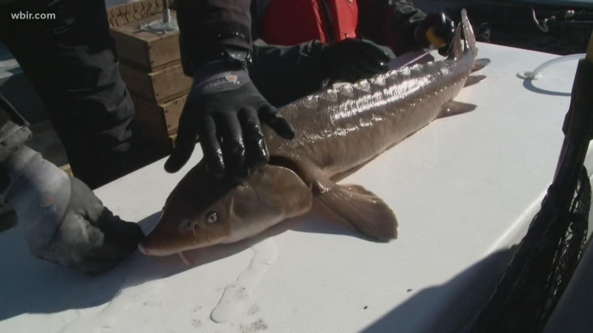 After dying out in the '60s, 220,000 sturgeon were stocked in the upper Tennessee River and the population is doing well