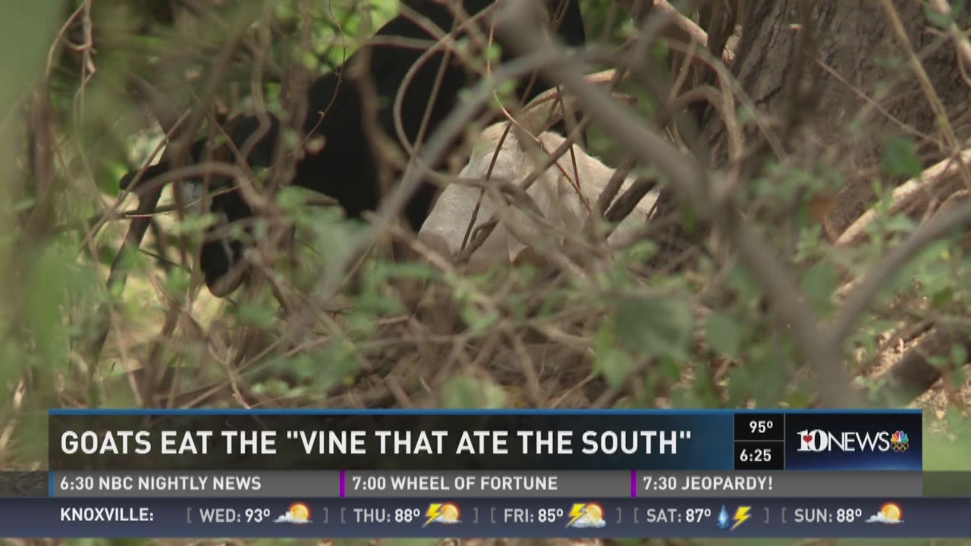 The area is employing goats at Fort Dickerson to eat the invasive vine --  kudzu.