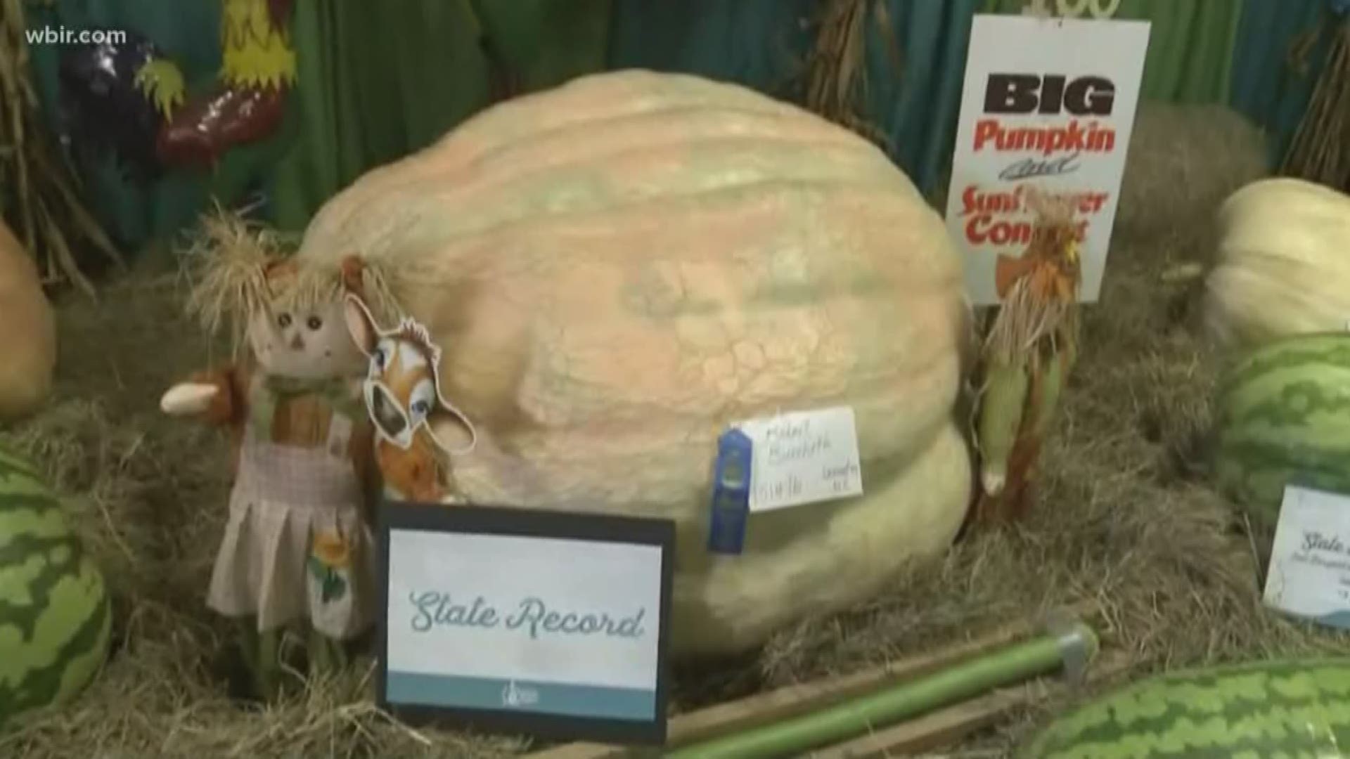 From the area's largest pumpkin to livestock, the Tennessee Valley Fair has plenty of great things to see and do. Neal Denton visits the Agricultural displays. The fair runs through Sept. 15 at Chilhowee Park. Sept. 11, 2019-4pm.