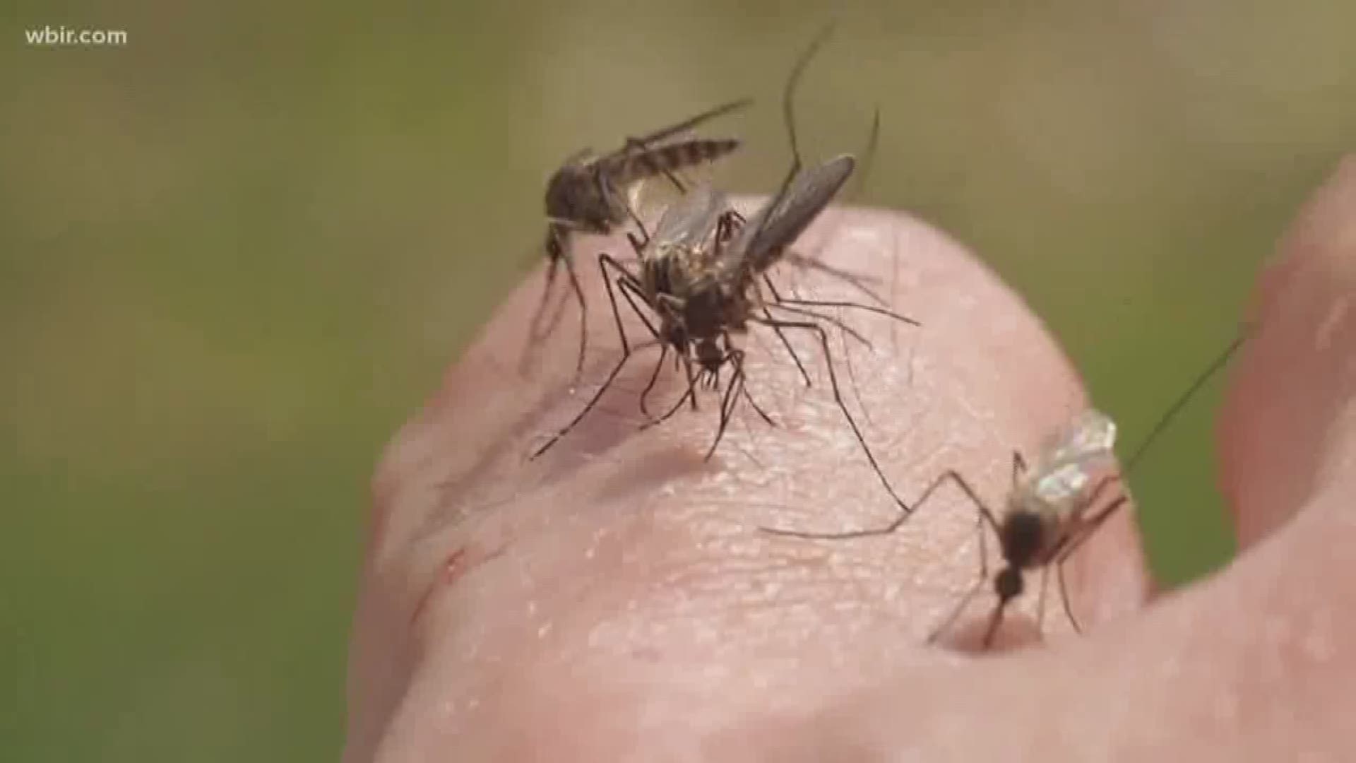 With standing water still hanging around after last week's heavy rain, experts say this could mean more mosquitoes.