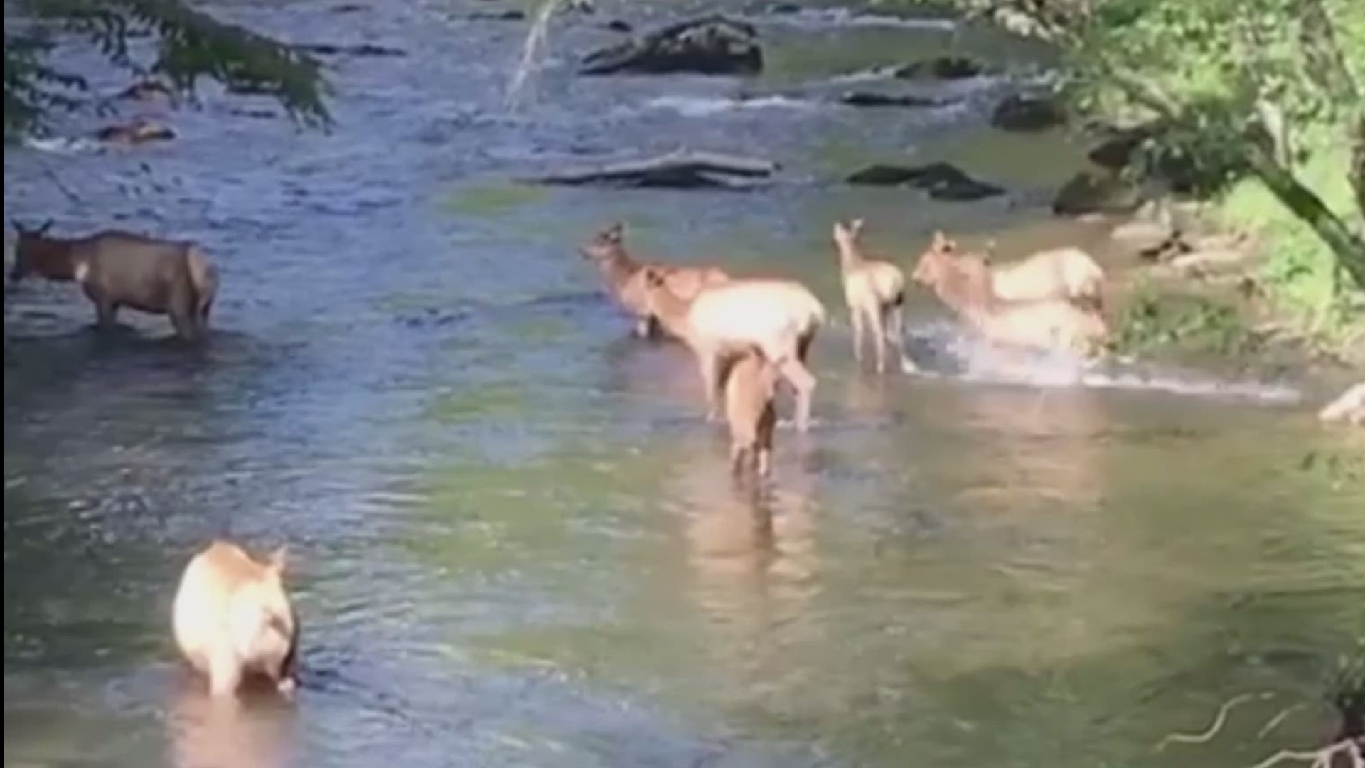 Elk video courtesy of Laurie Grace Wood