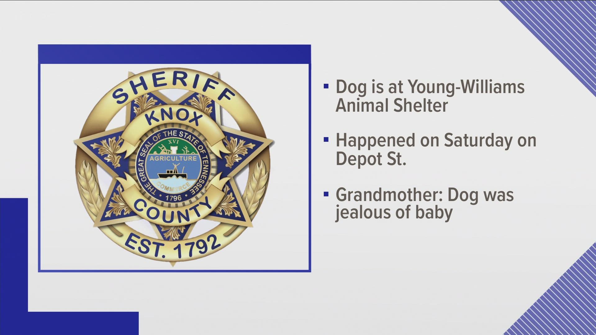 A dog that attacked a 7-month-old baby is now at an animal shelter.