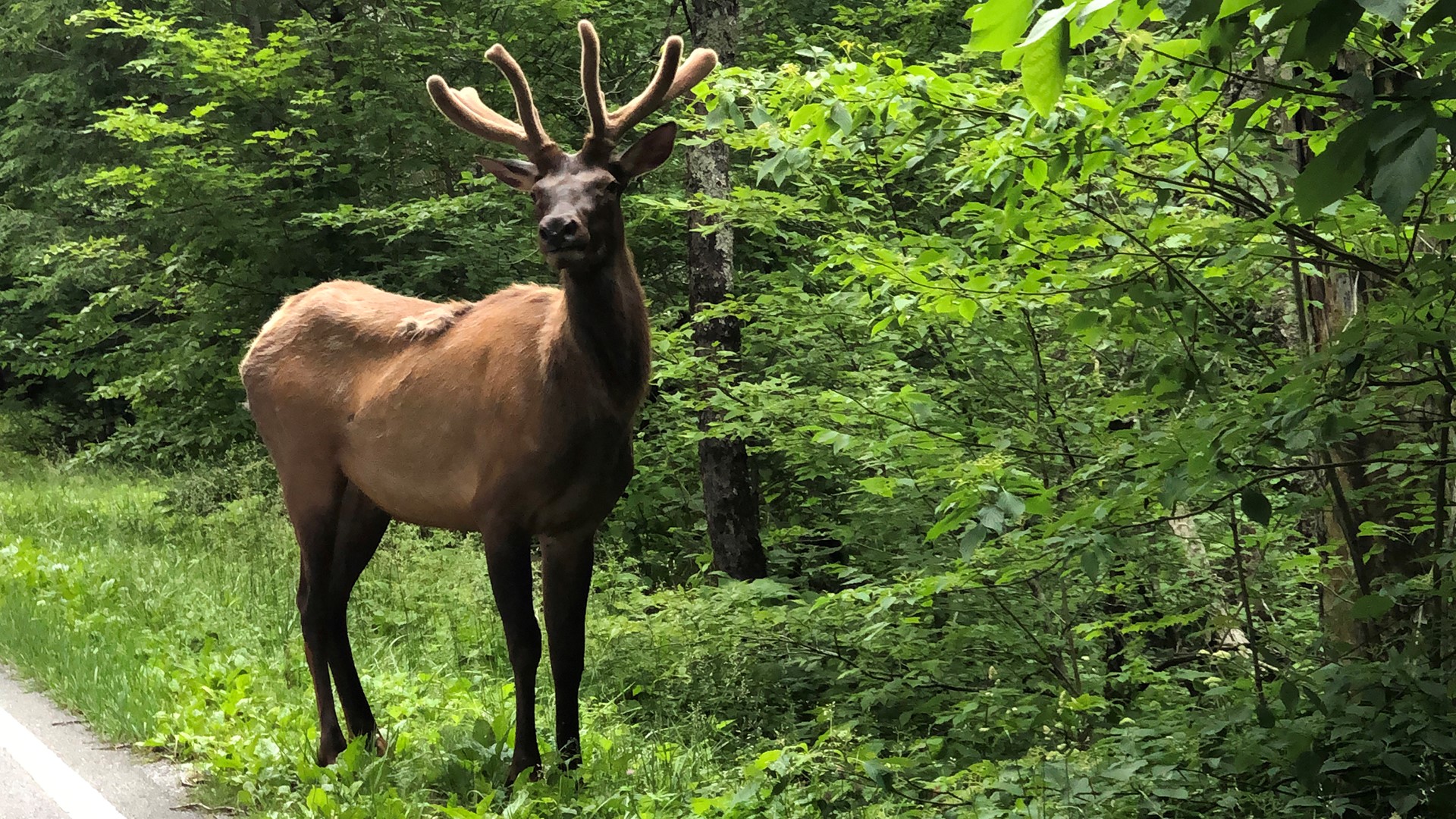 This confirms elk are in Tennessee's future.