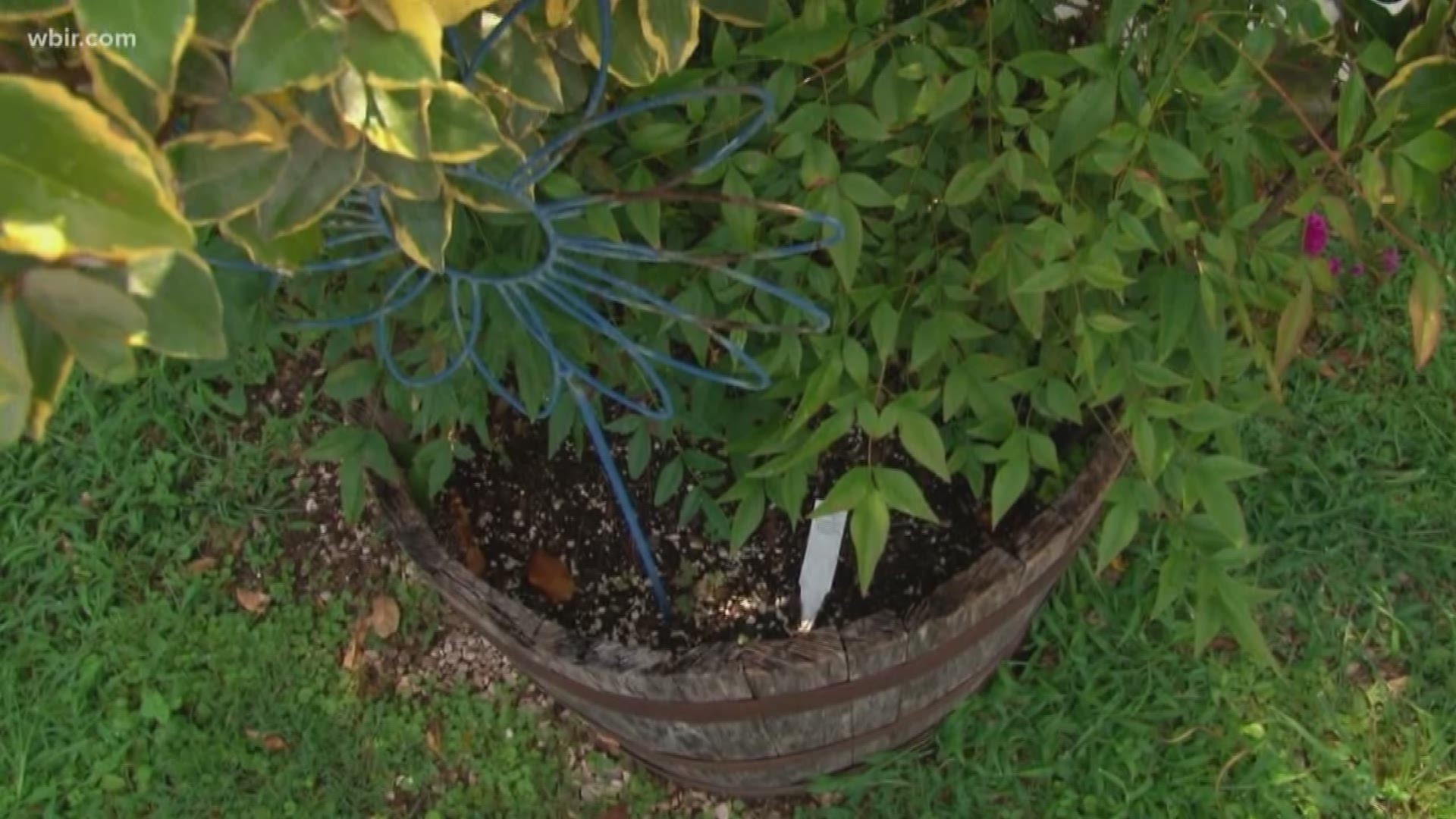 How to tell if your plants need water