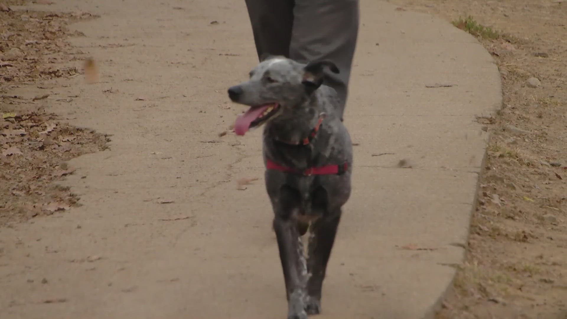 Staff at Young Williams Animal Center said they have not seen symptoms in their animals, but they encourage you to be vigilant if you have concerns.