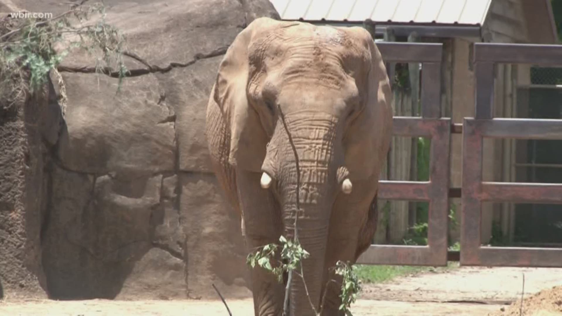 Zoo Knoxville is hoping the play dates between two African elephants could lead to something more.