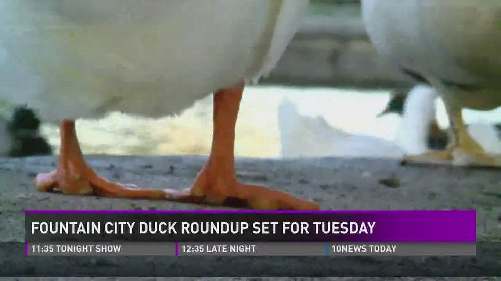 One Knoxville city leader wants to corral invasive ducks from Fountain City Lake and move them to a farm.