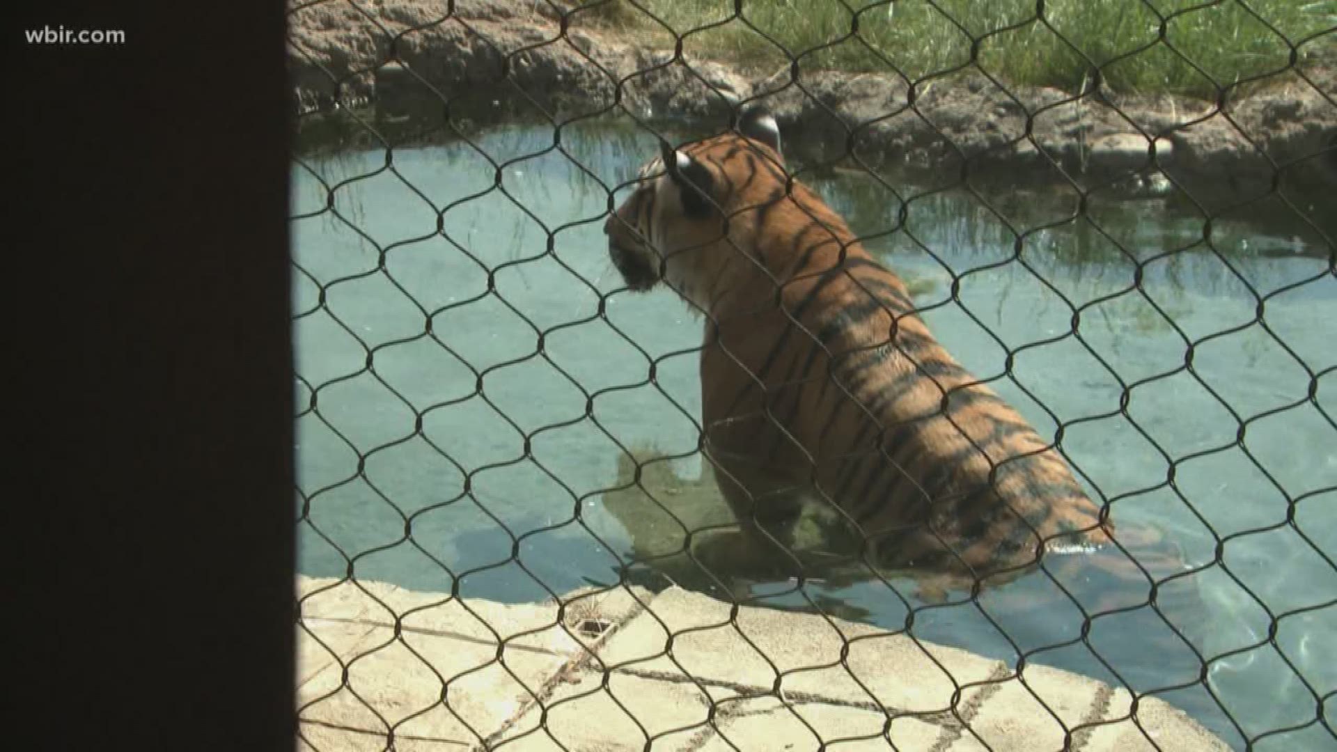 Zoo Knoxville celebrates moms of all species on Sunday.