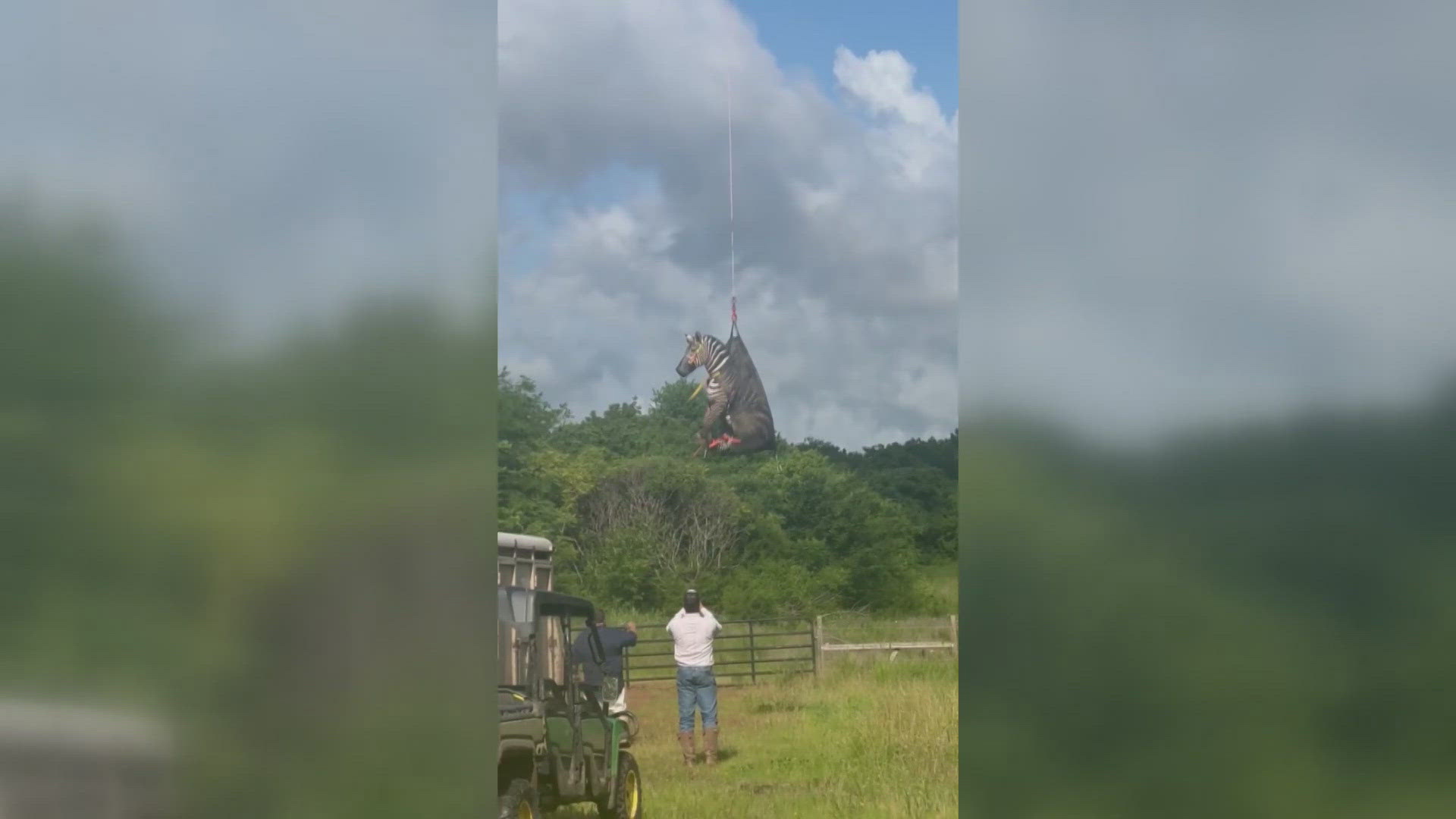 The escapee, coined 'Zebra Ed' on social media, was found in a pasture near the Buchanan Estates in Christiana, Tennessee, and was airlifted away by helicopter. 
