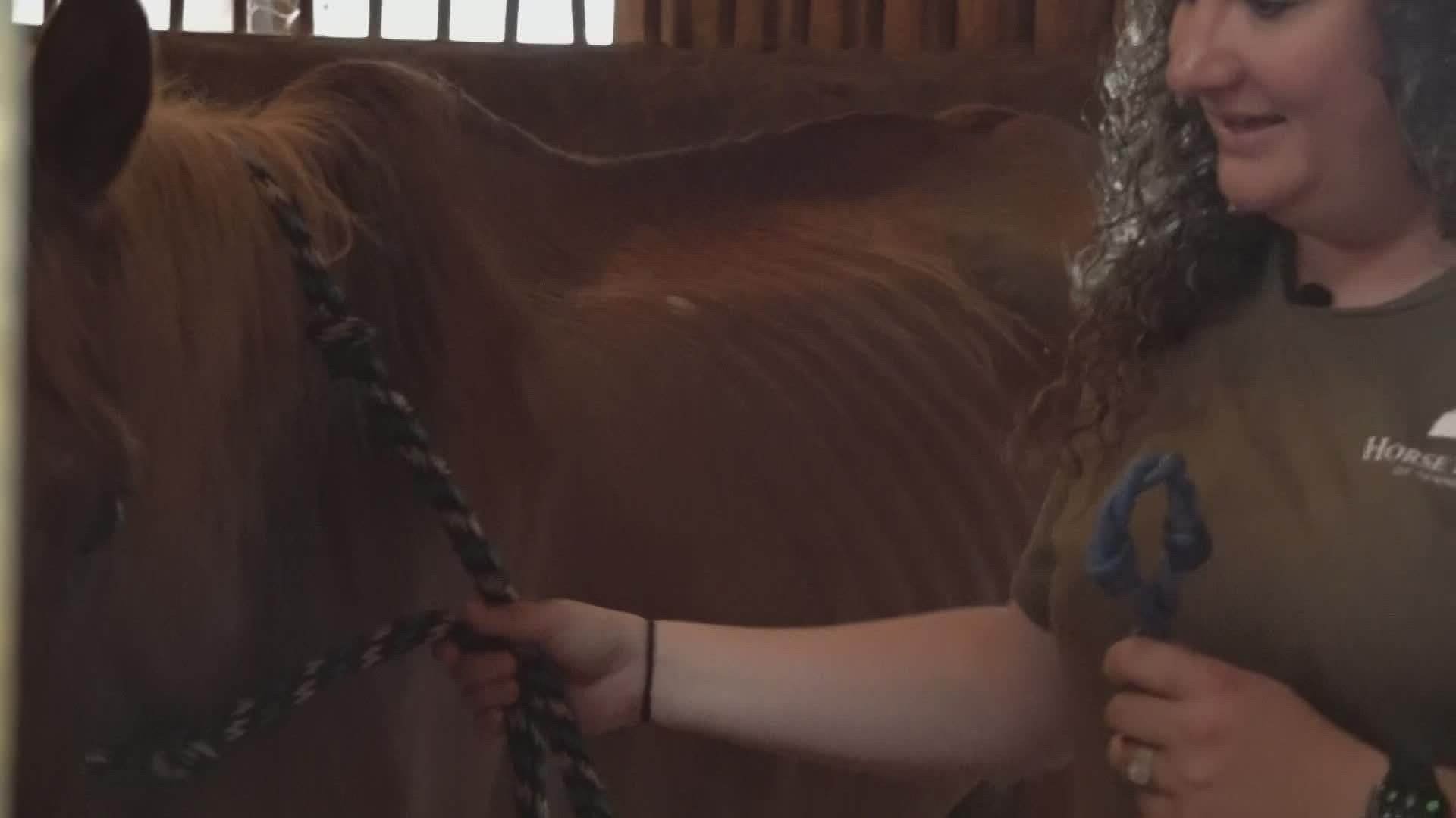 The non-profit says it has seen an uptick in horse rescues across Tennessee.
