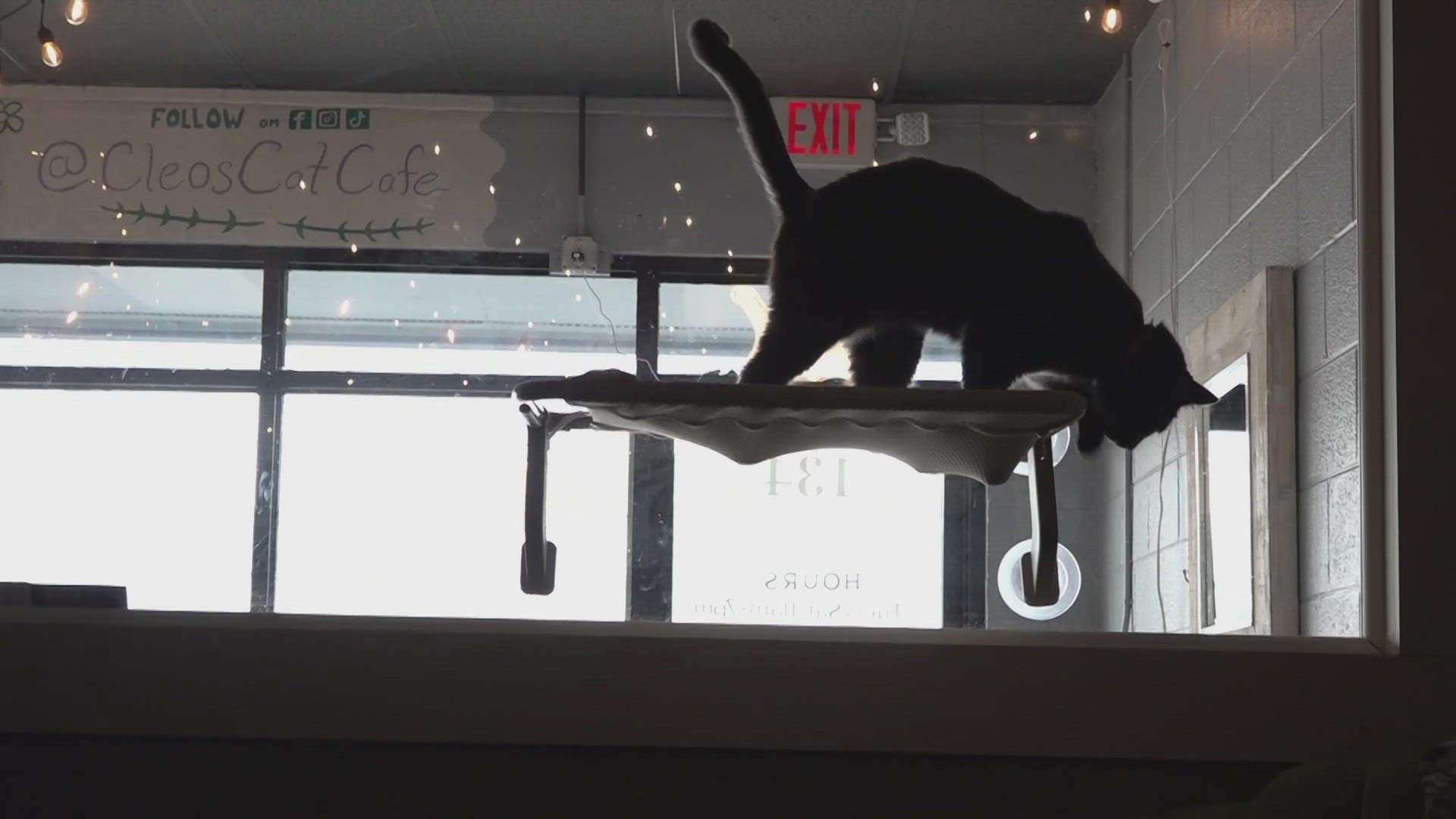 The cat cafe opened this week and its assistant manager said all the cats are up for adoption.