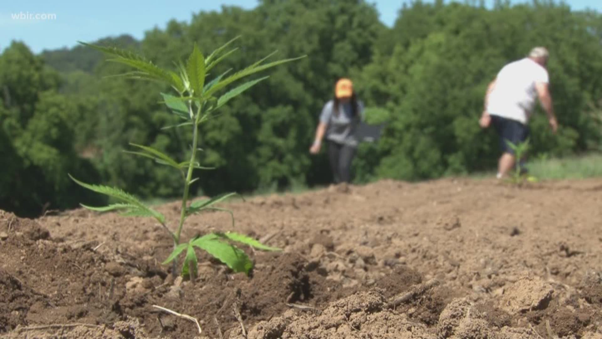 It's officially growing season for hemp in Tennessee. Nearly 3,000 farmers are planting and starting to see growth in their hemp seeds and clones.