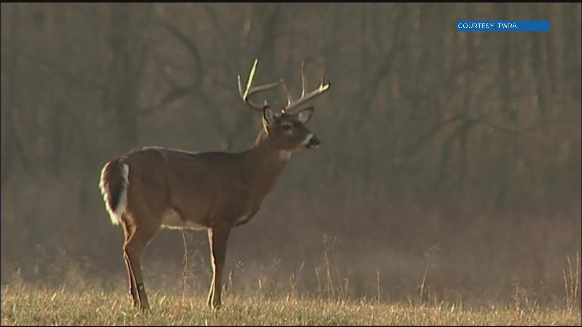 The Tennessee Wildlife Resources Agency said ever since CWD was confirmed in the state in 2018, they have been working to communicate information about it.