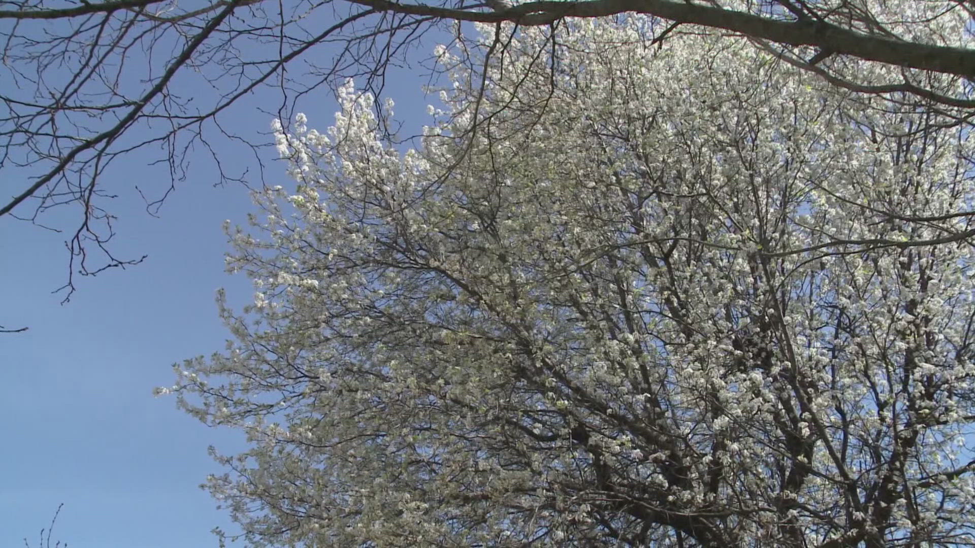 Bradford pear trees are known for their smell when spring rolls around. A local farmer tells us why it can be an expensive problem.