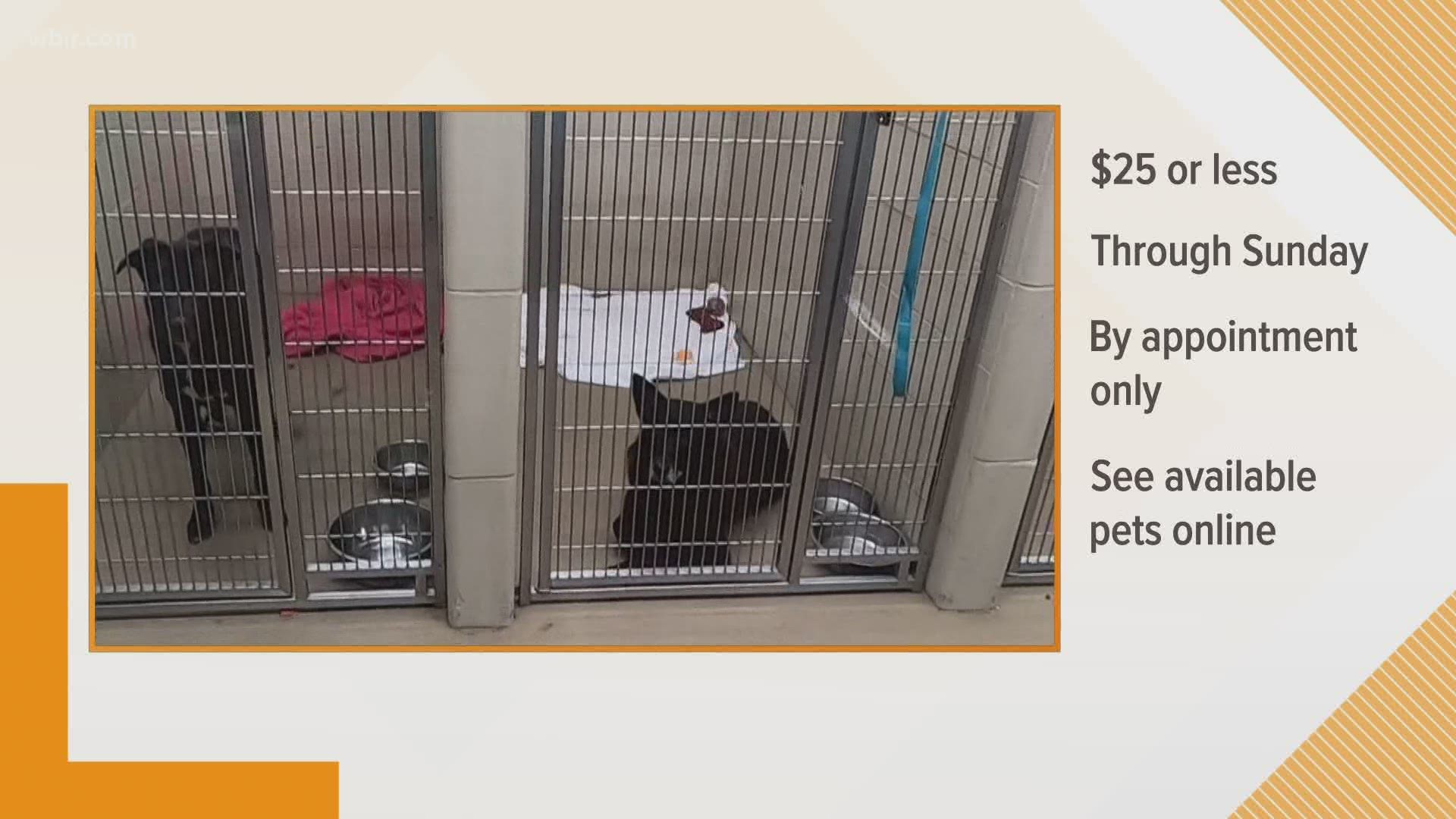 All adoptable pets at the shelter, excluding puppies, can be adopted for $25, and BISSELL Pet Foundation (BPF) will sponsor the remainder of the adoption fee.