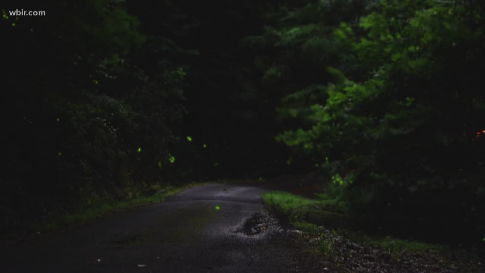 When Rosalie Haizlett heard she was chosen to be one of six annual resident artists at the Great Smoky Mountains National Park, she decided to not let anything stand in her way, including her job.