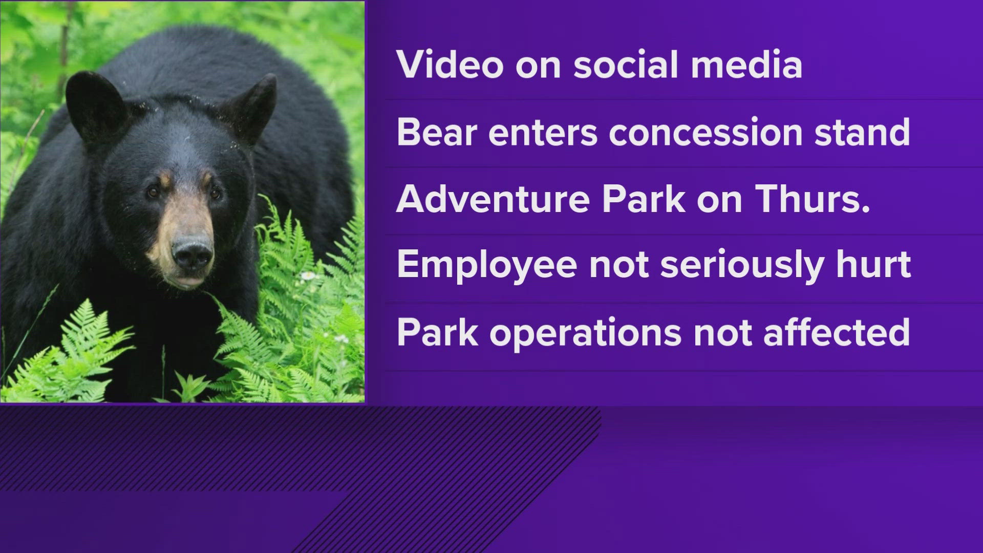 The park said the bear entered the employee entrance Thursday night when it briefly touched an employee. They also said the employee was not seriously hurt.