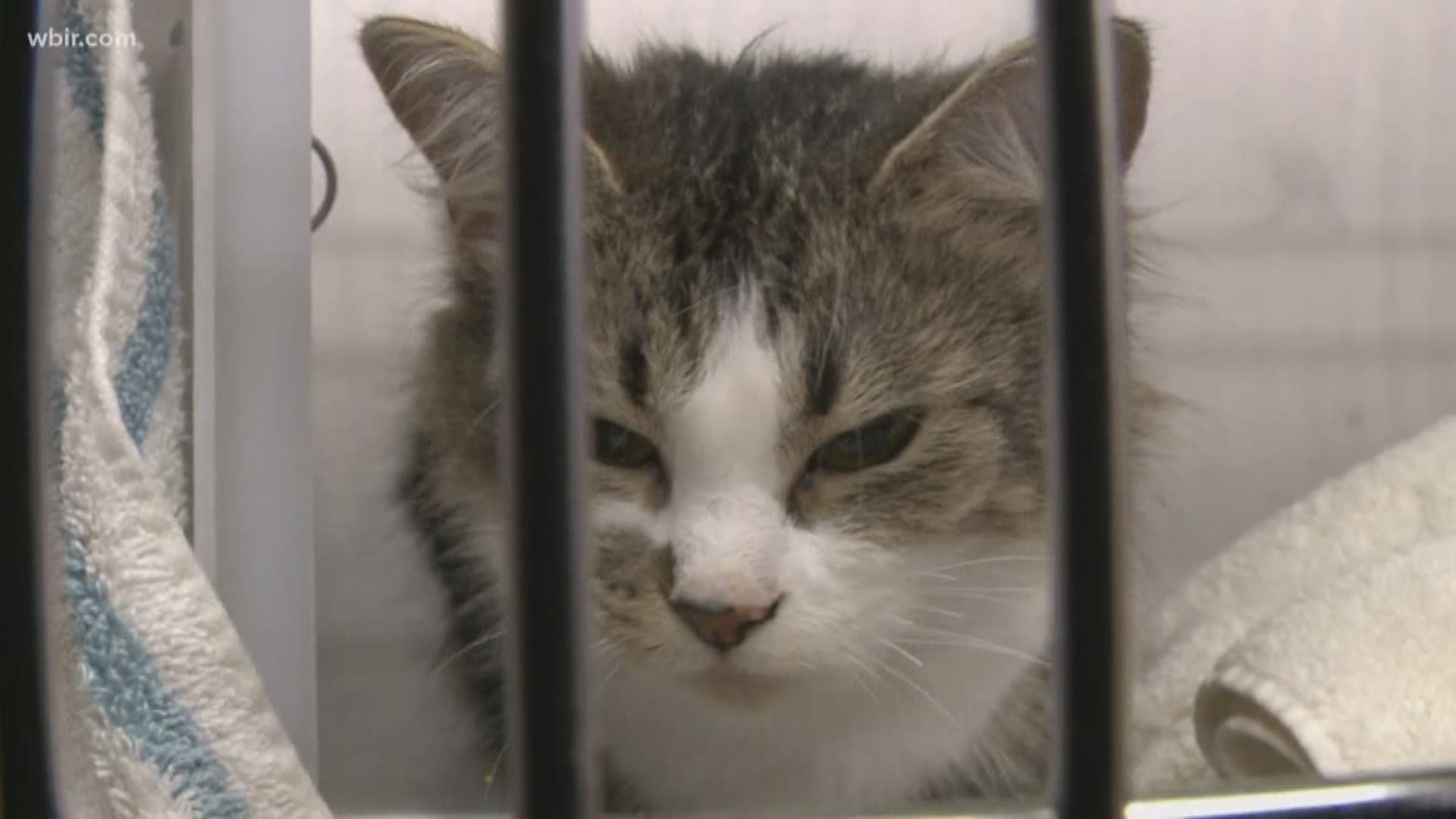 The animal center says the rescuer was working to find the cats homes -- but decided to surrender all 40 of them to Young Williams so they can find homes sooner.