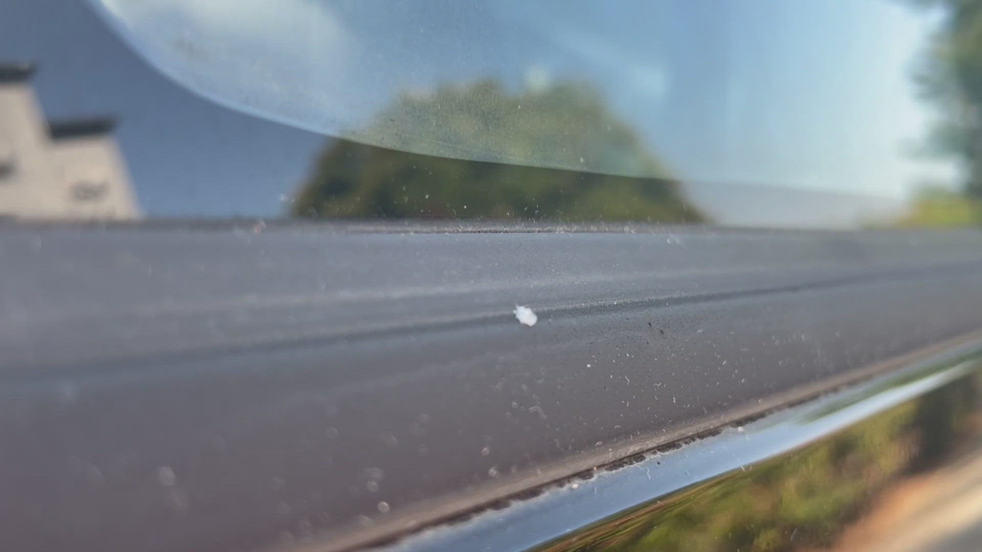 It may look like pollen, but white "fuzzies" floating around East Tennessee are a type of tiny insect.