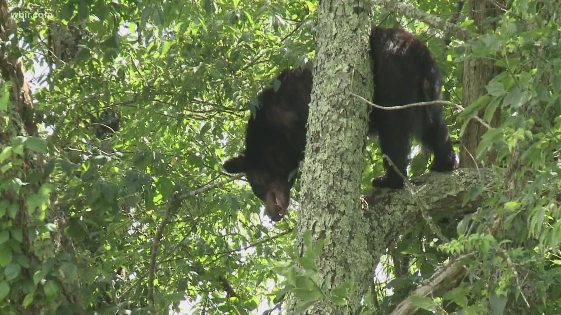 According to Appalachian Bear Rescue, more and more bears are coming around homes and other buildings. Here's what to know if you see a bear in your yard.