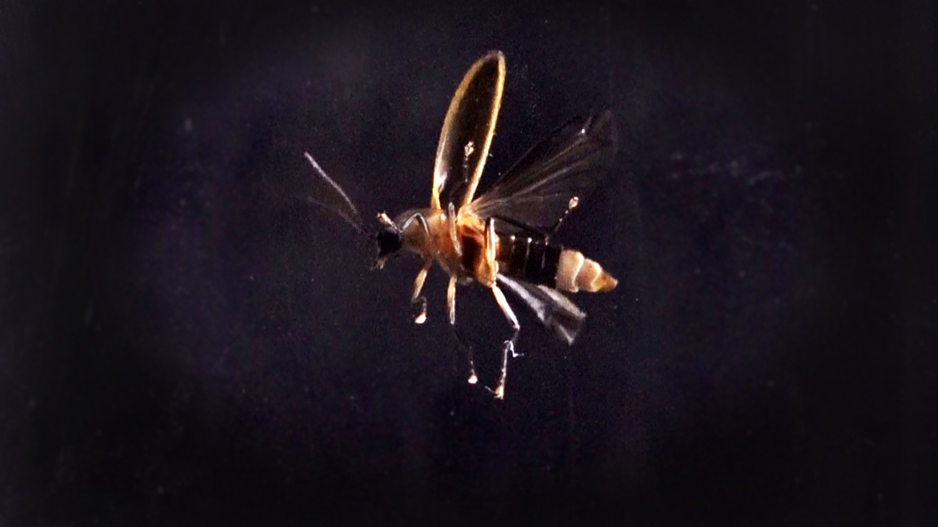 Jun. 14, 2018: A Corryton man is opening his private property to the public to see the "snappy sync" species of synchronous firefly. The event was partly inspired by the good nature of his late-wife.