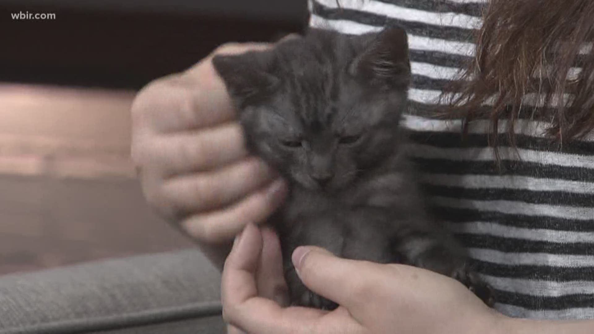 Thor the kitten is up for adoption at Young-Williams Animal Center.