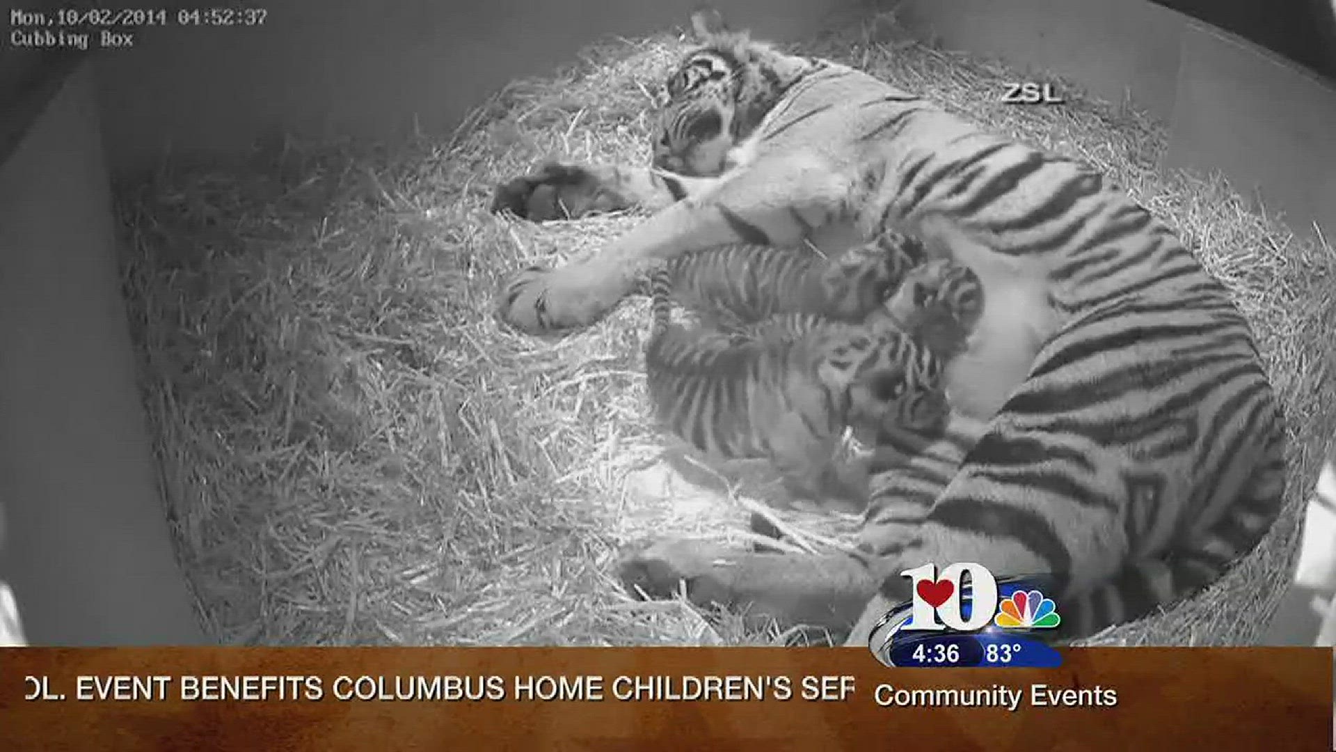 April 26, 2016Live at Five at 4Raelynne Tipton shares a report she has worked on about Tigers.