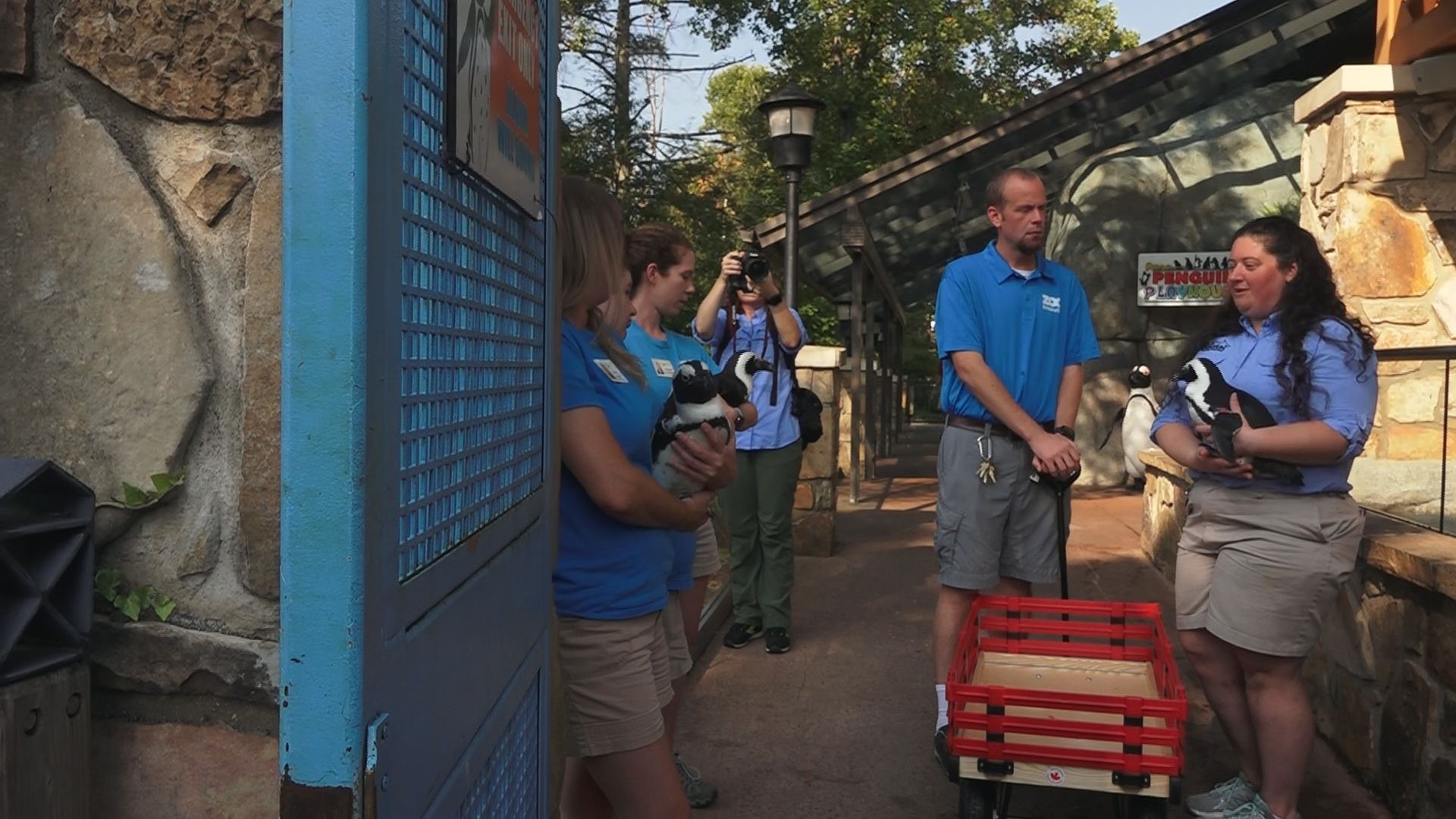 Zoo Knoxville Penguins arrive at their new home in Gatlinburg