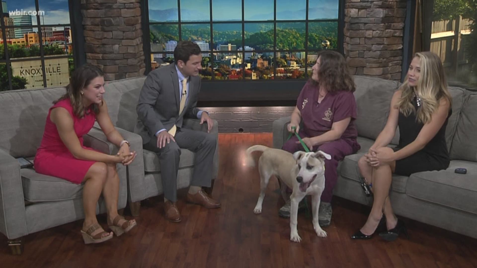 Young Williams Animal Center is here with an adorable, adoptable dog named Pistachio.