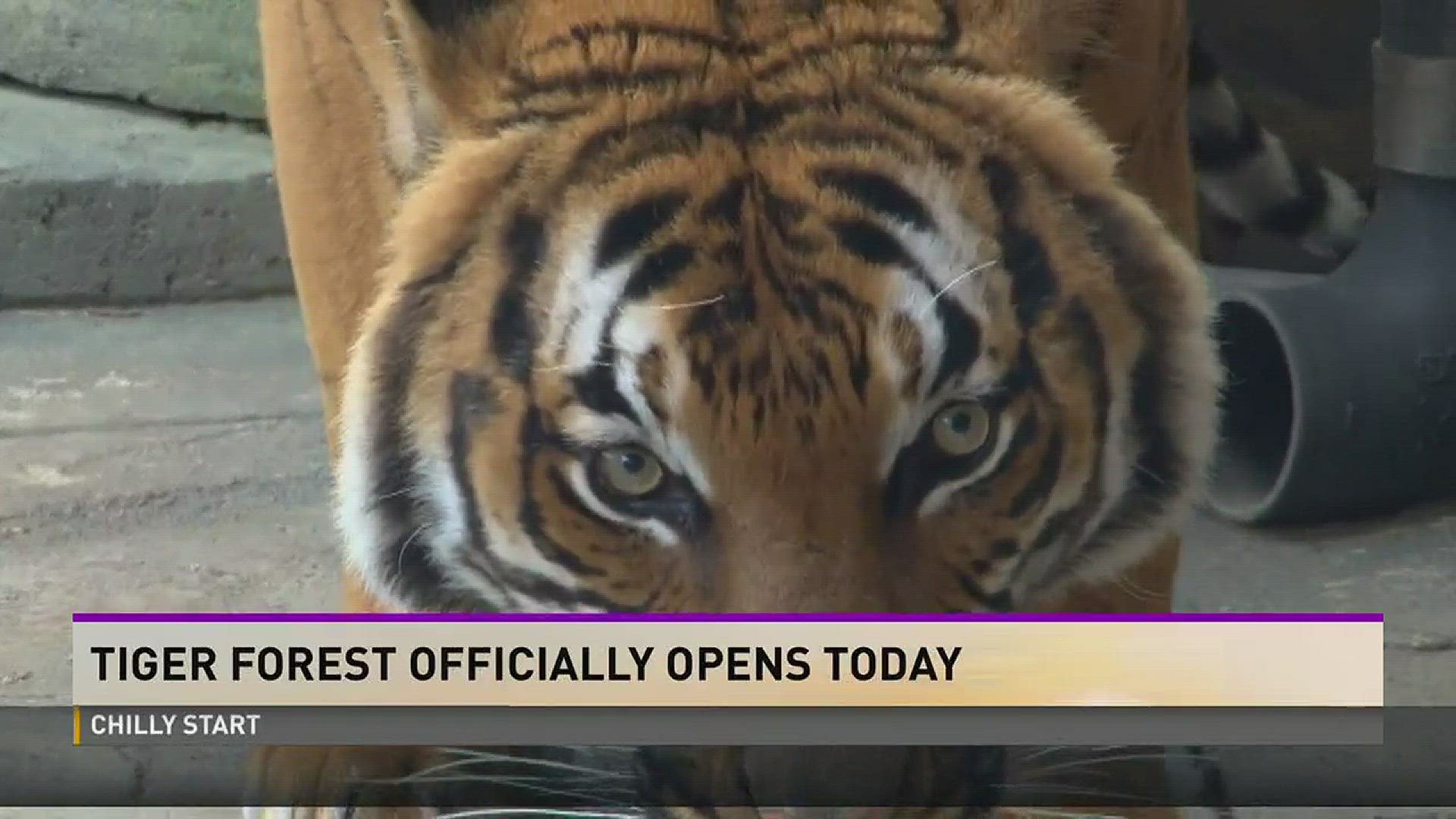 Zoo Knoxville is opening it's eagerly anticipated Tiger Forest on Friday. It will be home to Malayan tigers Bashir, Tanvir, and Arya.