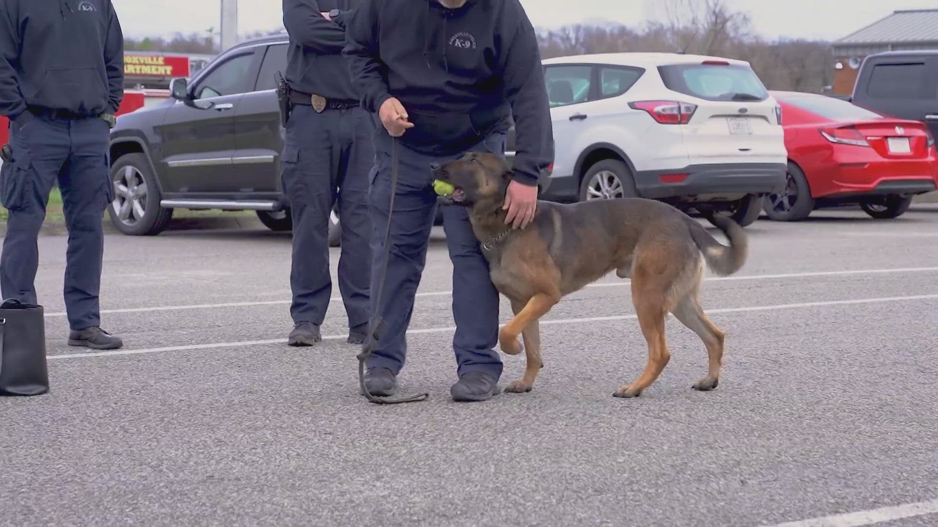 The Knoxville Police Department's three cloned dogs are Belgian Malinois and are used for a variety of tasks.