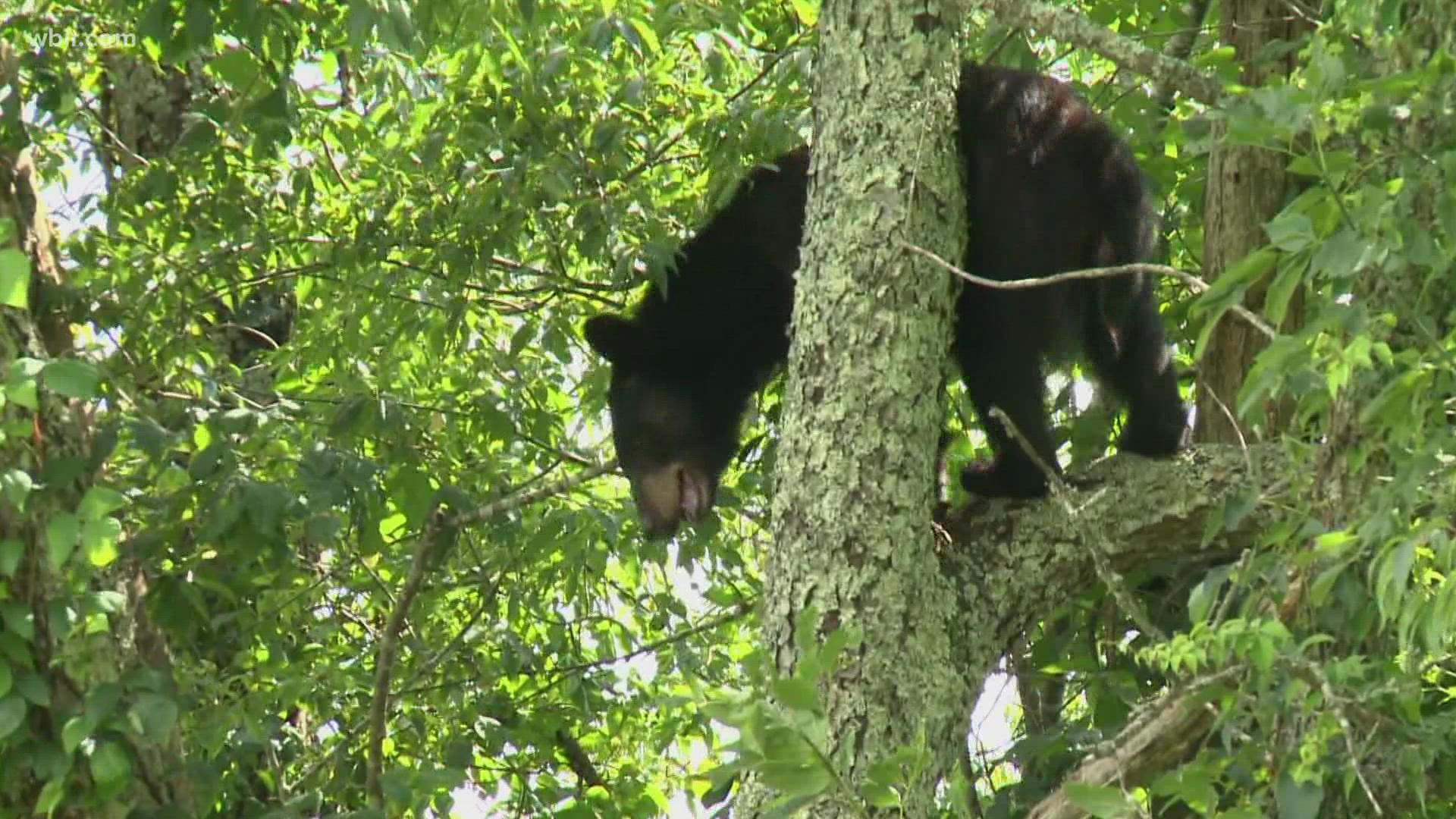 Last weekend a bear hurt a mom and her 3-year-old after it tore into the family's tent in search of food at the Elkmont campground and scratched them.
