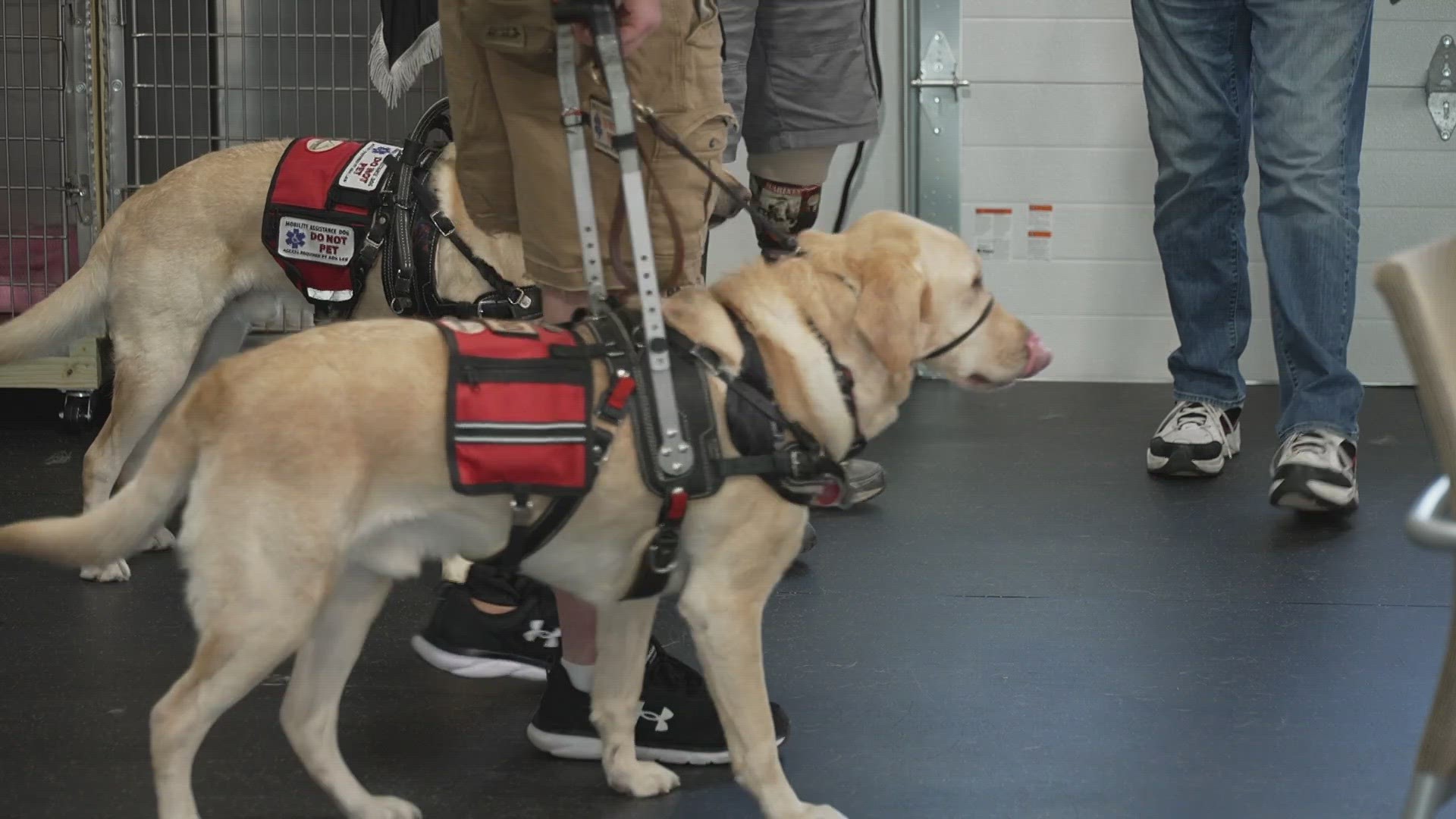 Two wounded veterans who are grieving the loss of their first service dogs are forging a new bond with their second service dog.