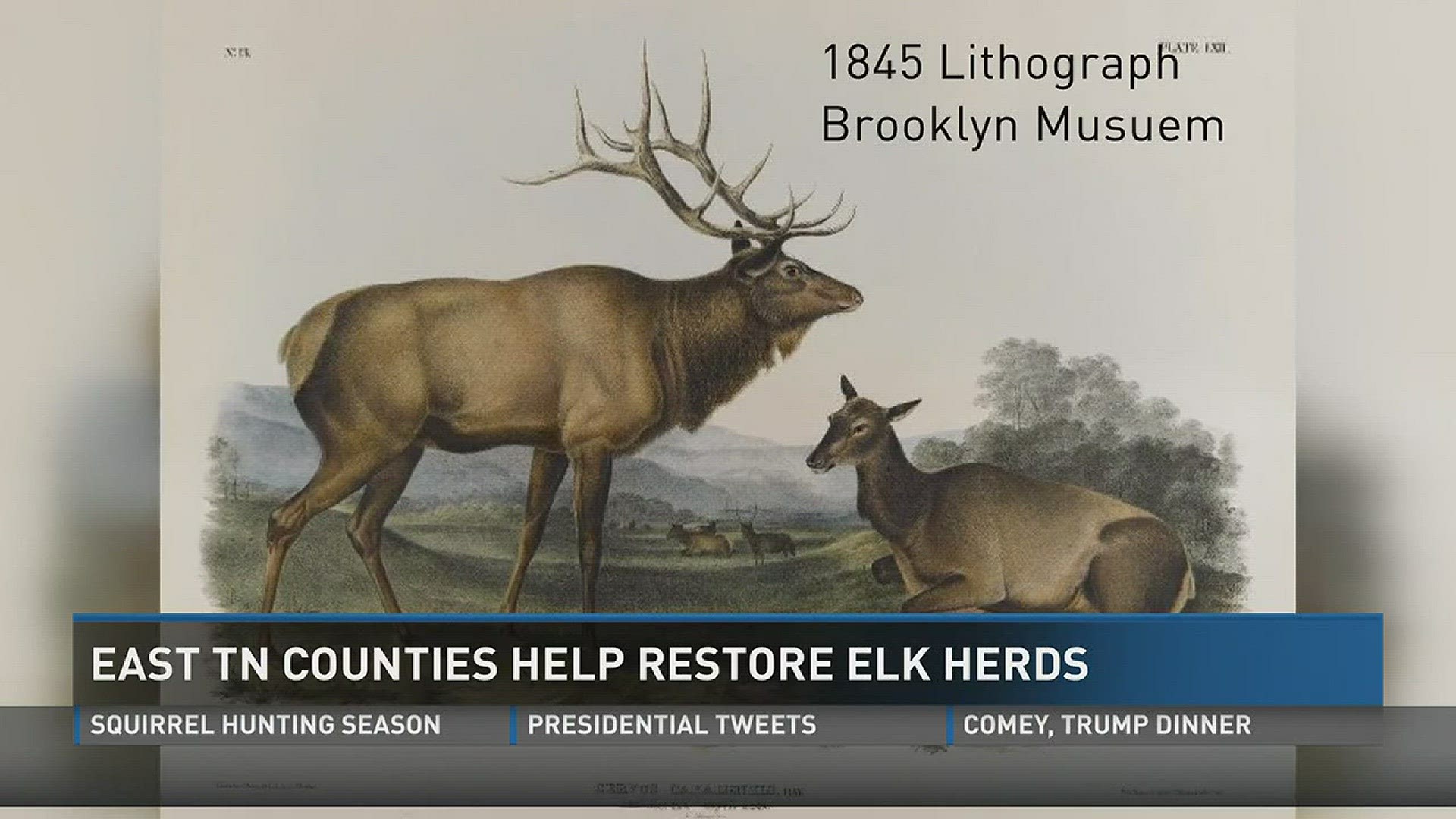 Tennessee wildlife leaders are asking for your feedback on how to manage the growing elk population.