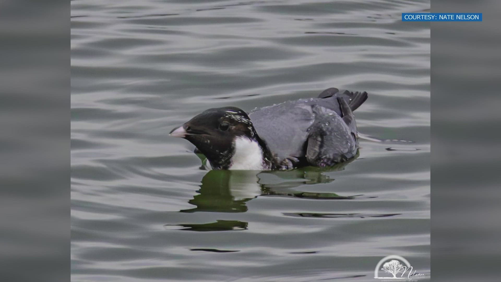 The Ancient Murrelet feeds mostly in offshore water over the North Pacific.