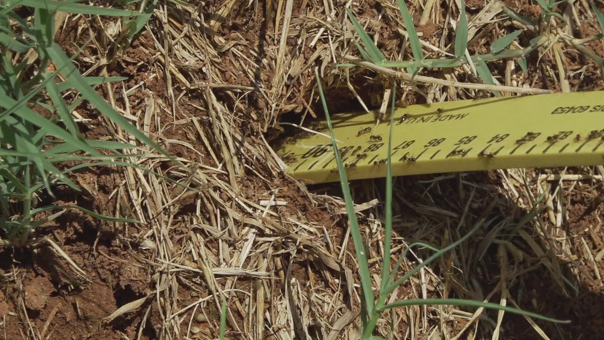 There are two main kinds of fire ants in Tennessee. Their stings can cause medical problems and they are tough to eradicate, according to UT.