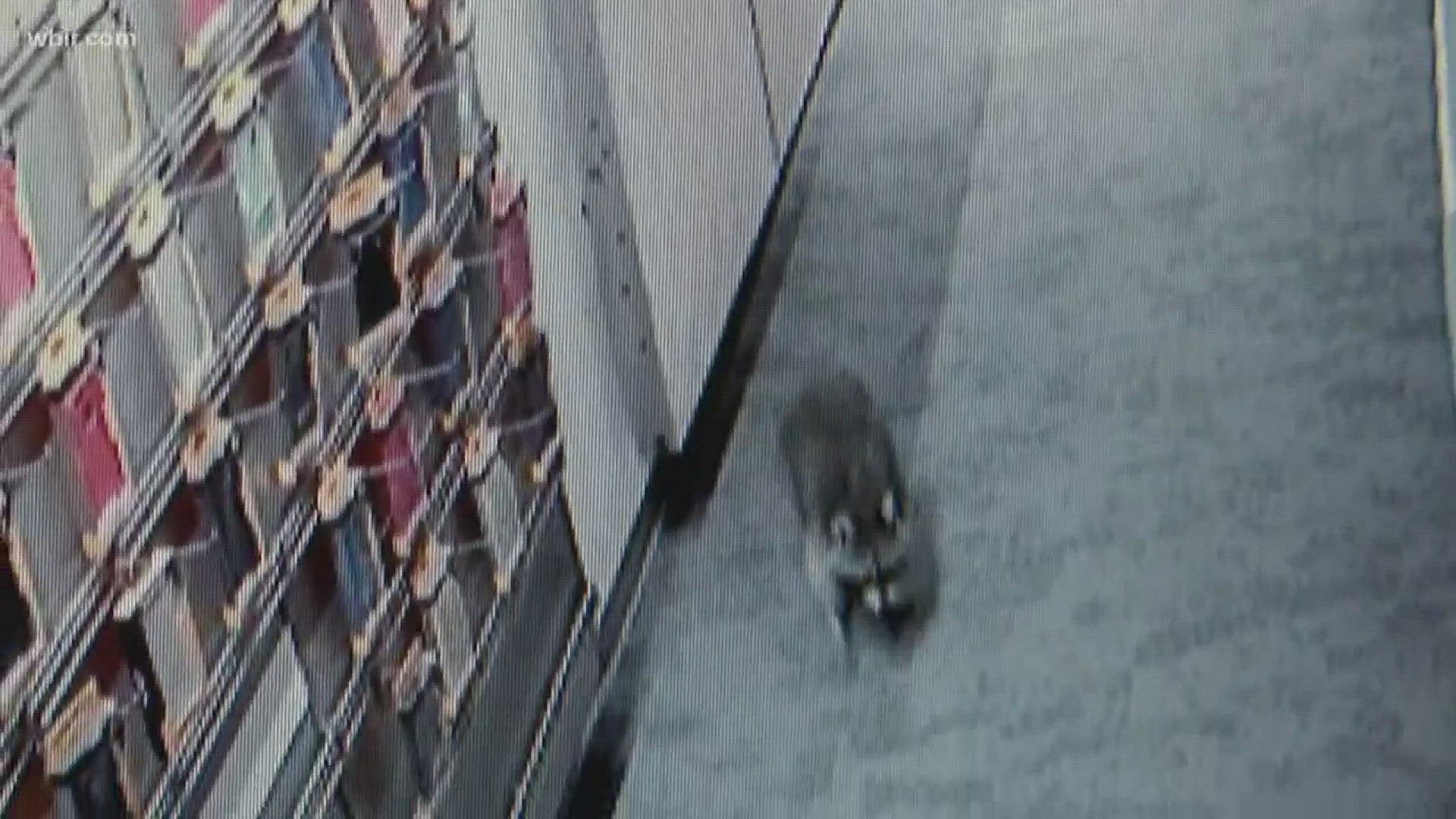 Knoxville Police found an adorable and unexpected suspect when they responded to a burglary alarm at a local Boost Mobile store Monday morning.