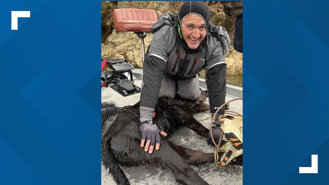 Calf rescued after falling off bluff along Tennessee River in Loudon County