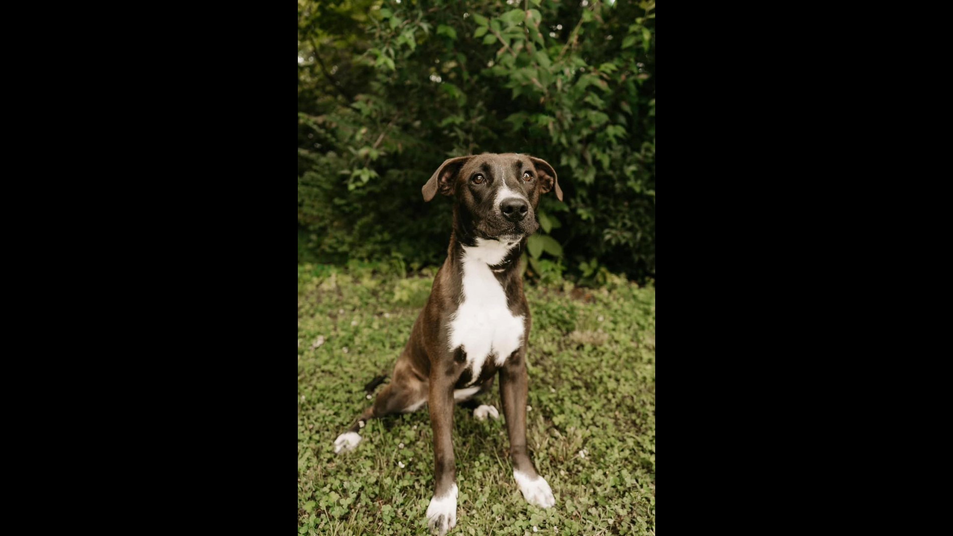 Morristown Hamblen Human Society closes shelter due to parvo