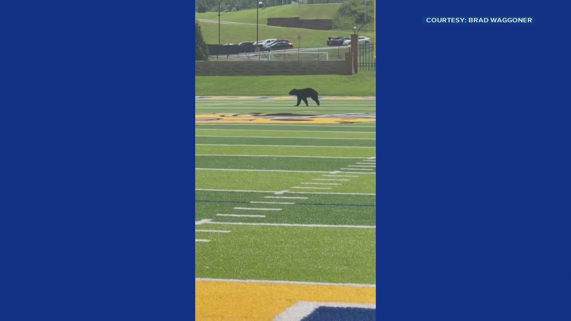 The Highlanders were about to take the field to practice when they saw the animal run across their field.