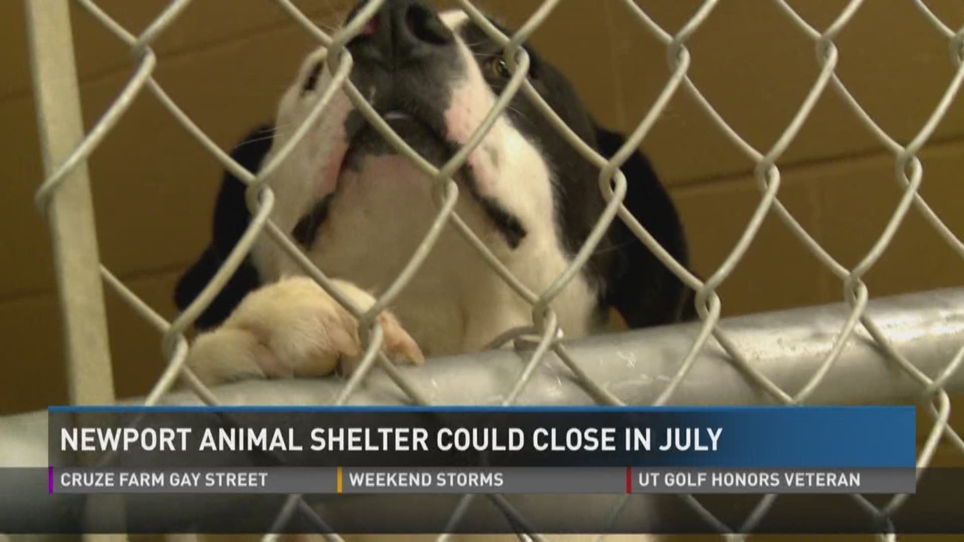 A Newport animal shelter is at risk of closing in July.