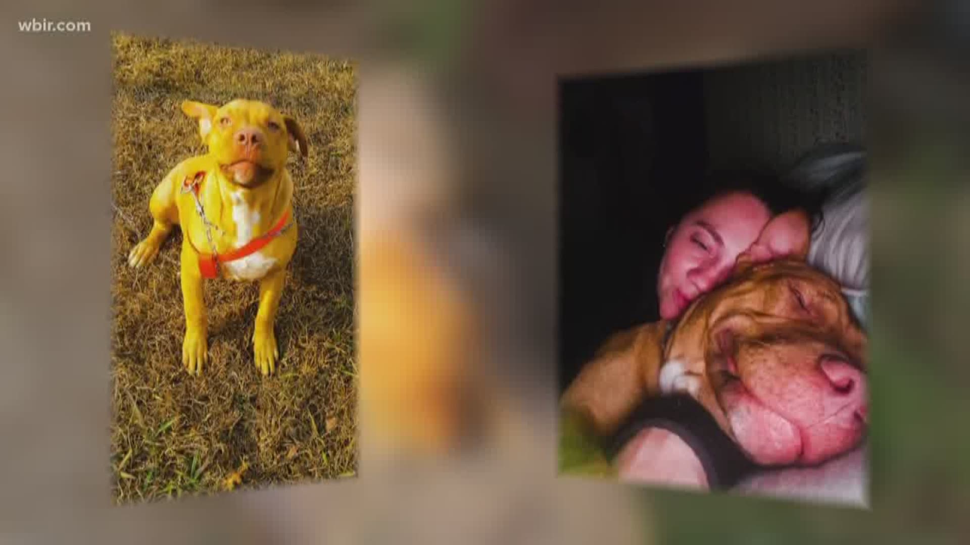 Woman says Loudon Co. deputies shot, killed her dog while serving warrant |  
