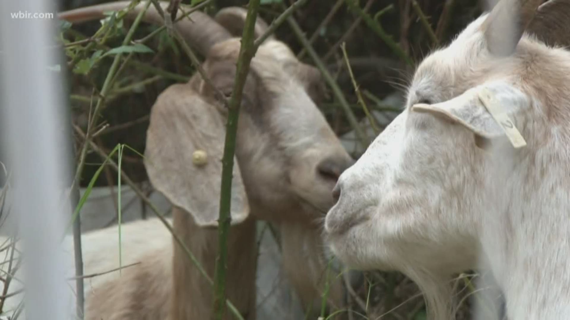 The animals were deployed on campus to help clear out kudzu.