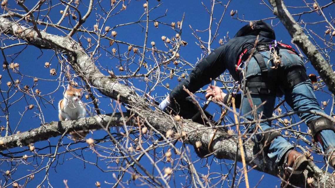 Cat in outlet a tree rescue