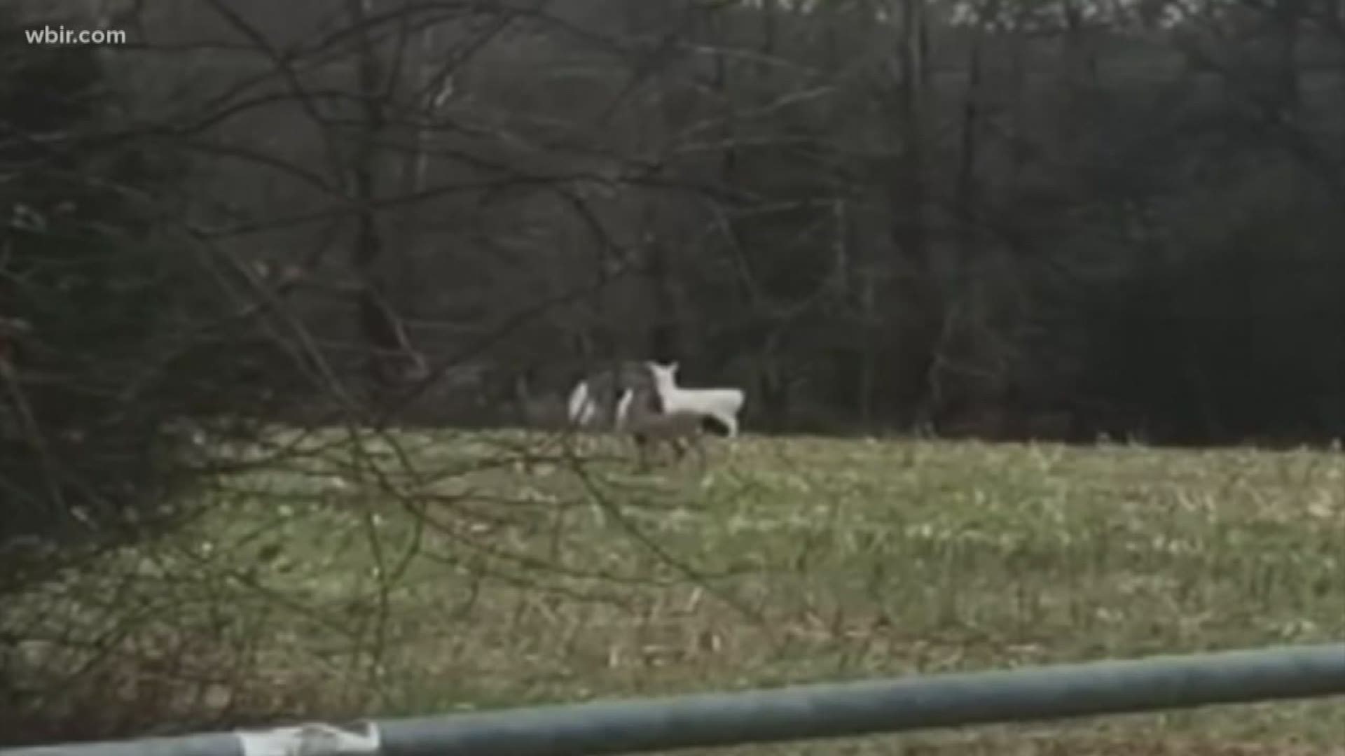 Albino deer have been spotted roaming in Middle Tennessee.