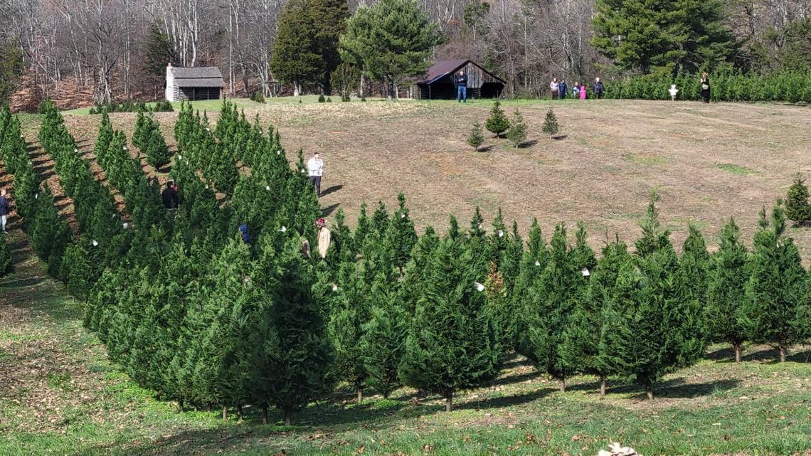 Bluebird Christmas tree farm that's giving back to North Carolina farms ...