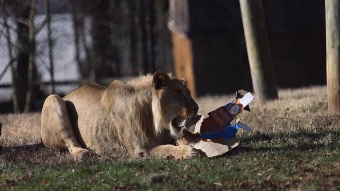 Happy birthday! | Zoo Knoxville lions turned 2 years old on Dec